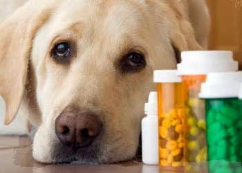 Отравление собак противогололедными реагентами